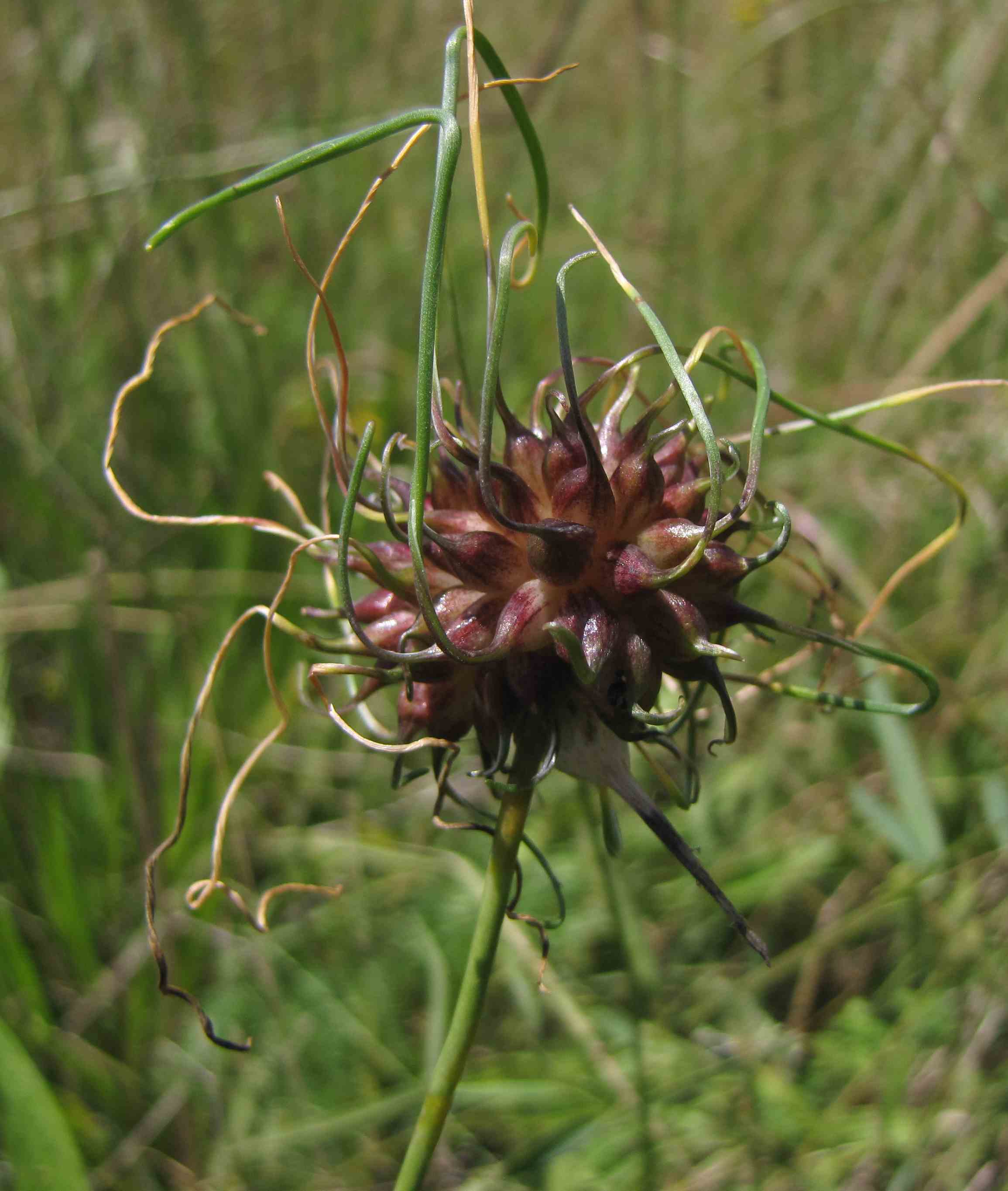 Allium vineale / Aglio delle vigne